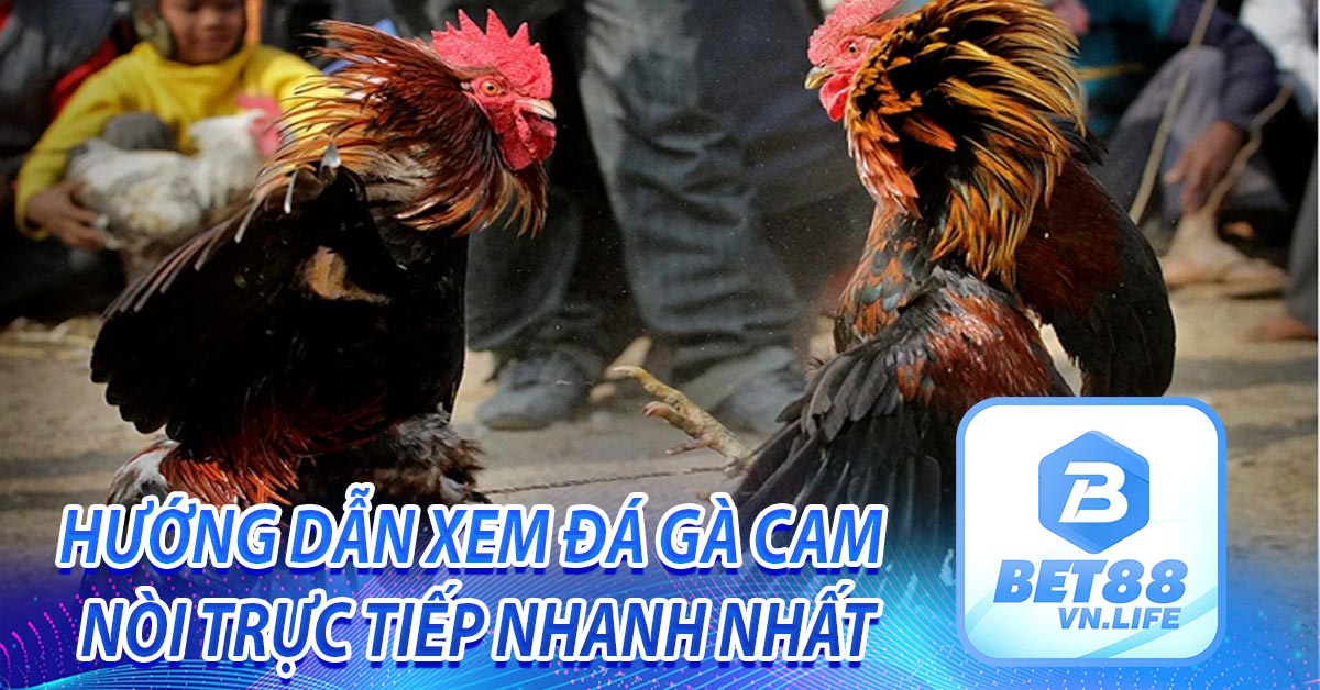 Hướng dẫn xem Đá gà cam Nòi trực tiếp nhanh nhất