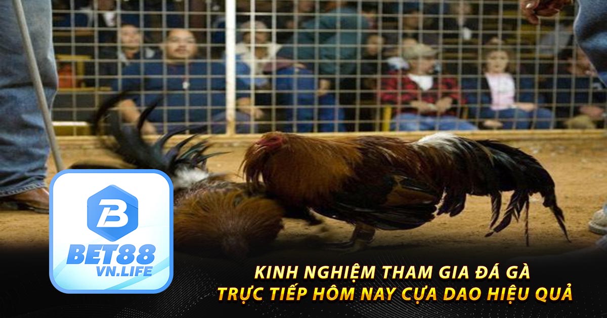 Kinh nghiệm tham gia đá gà trực tiếp hôm nay cựa dao hiệu quả