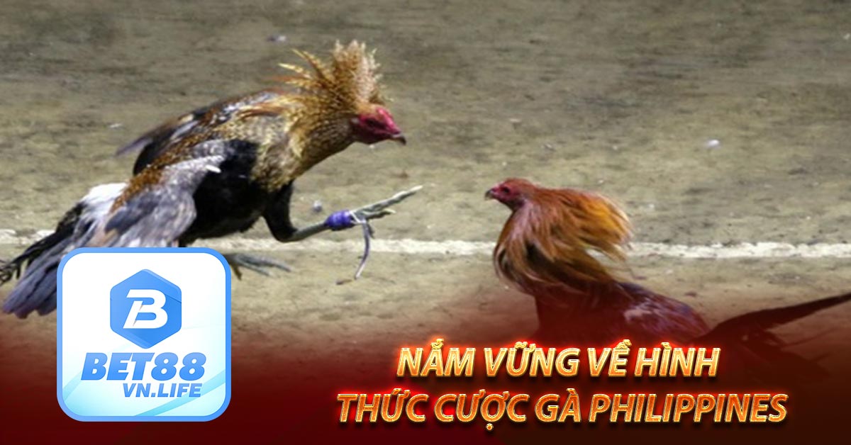 Nắm vững về hình thức cược gà philippines