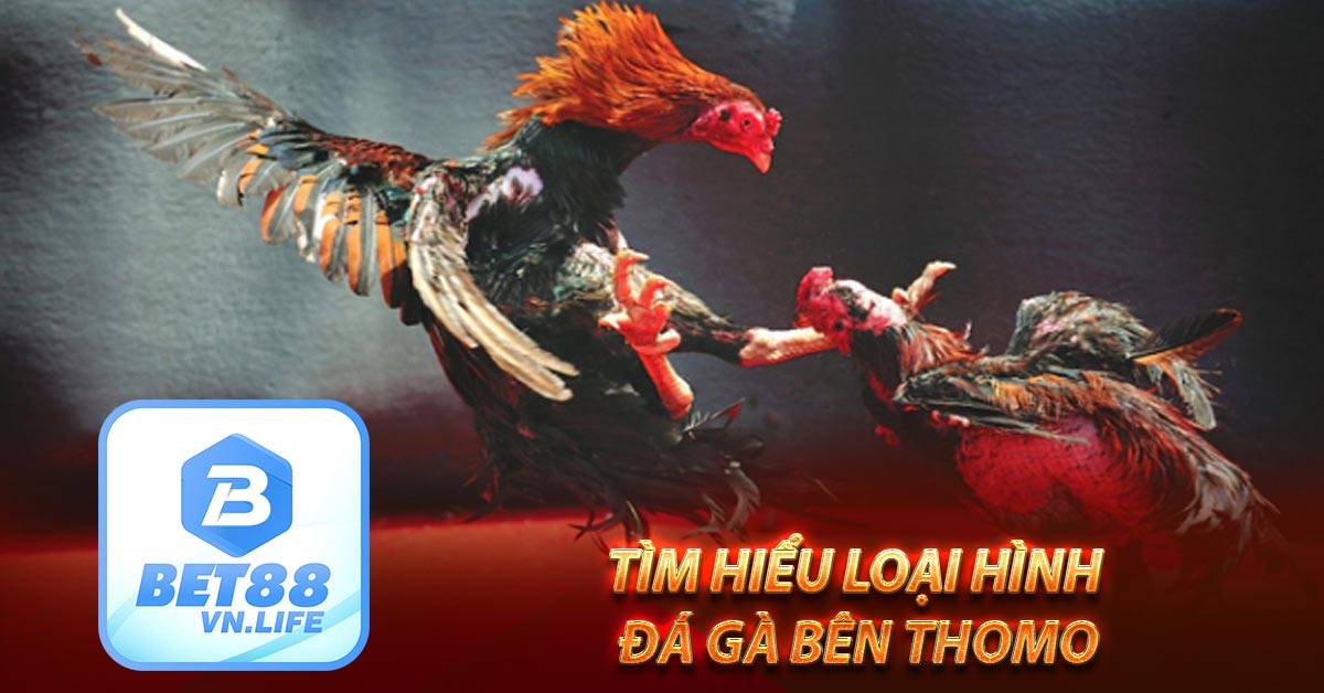 Tìm hiểu loại hình đá gà bên Thomo